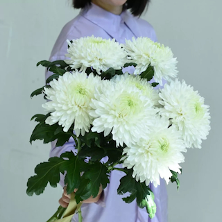 Купить букет из 7 белых хризантем в Омске с доставкой